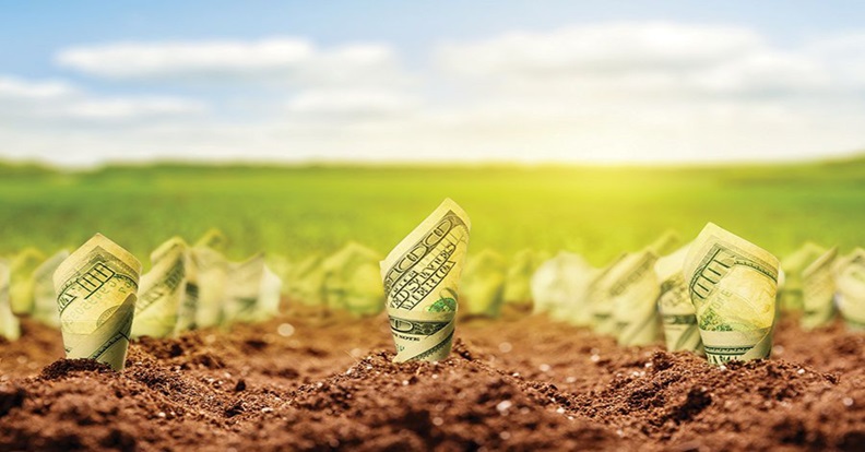 Földbe szúrt, csíraszerűen kinövő dollárbankjegyek napfényes mezőn.
